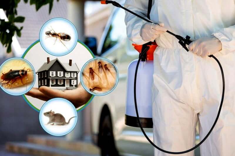 Pest Control Services